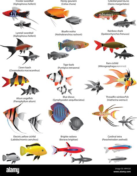 Freshwater Fish: Freshwater Tropical Fish Species for.